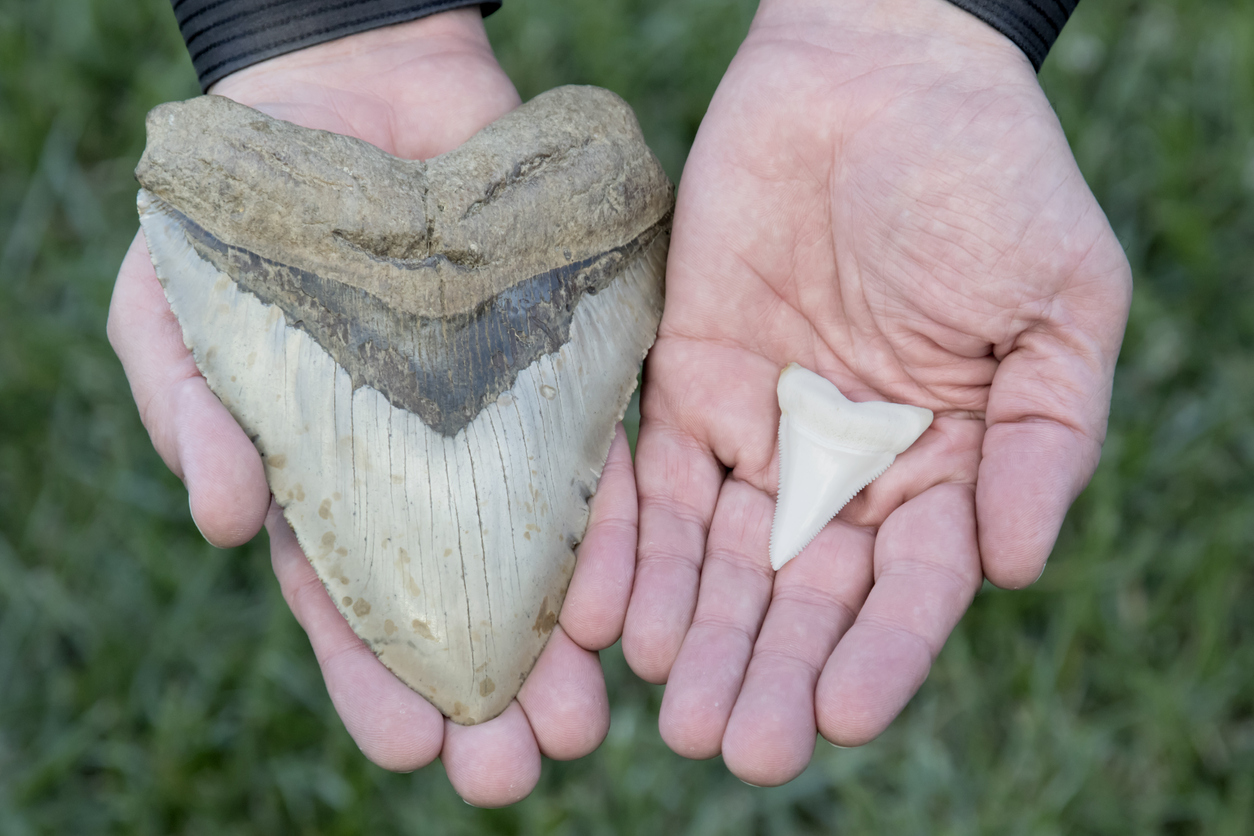 A fifteen centimetre megalodon tooth dwarfs the five centimetre great white tooth next to it. 