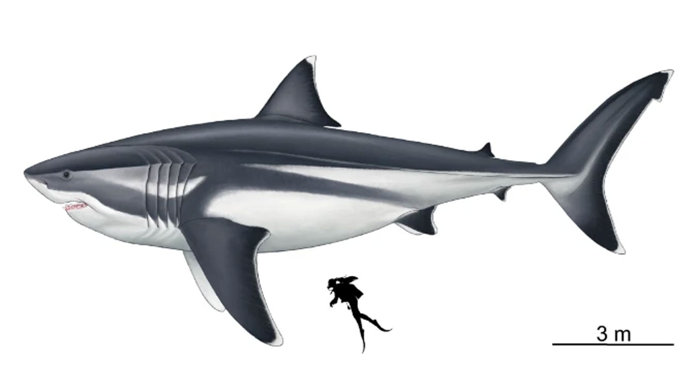 Eating a human would barely take the edge of the appetite of a megalodon shark.
