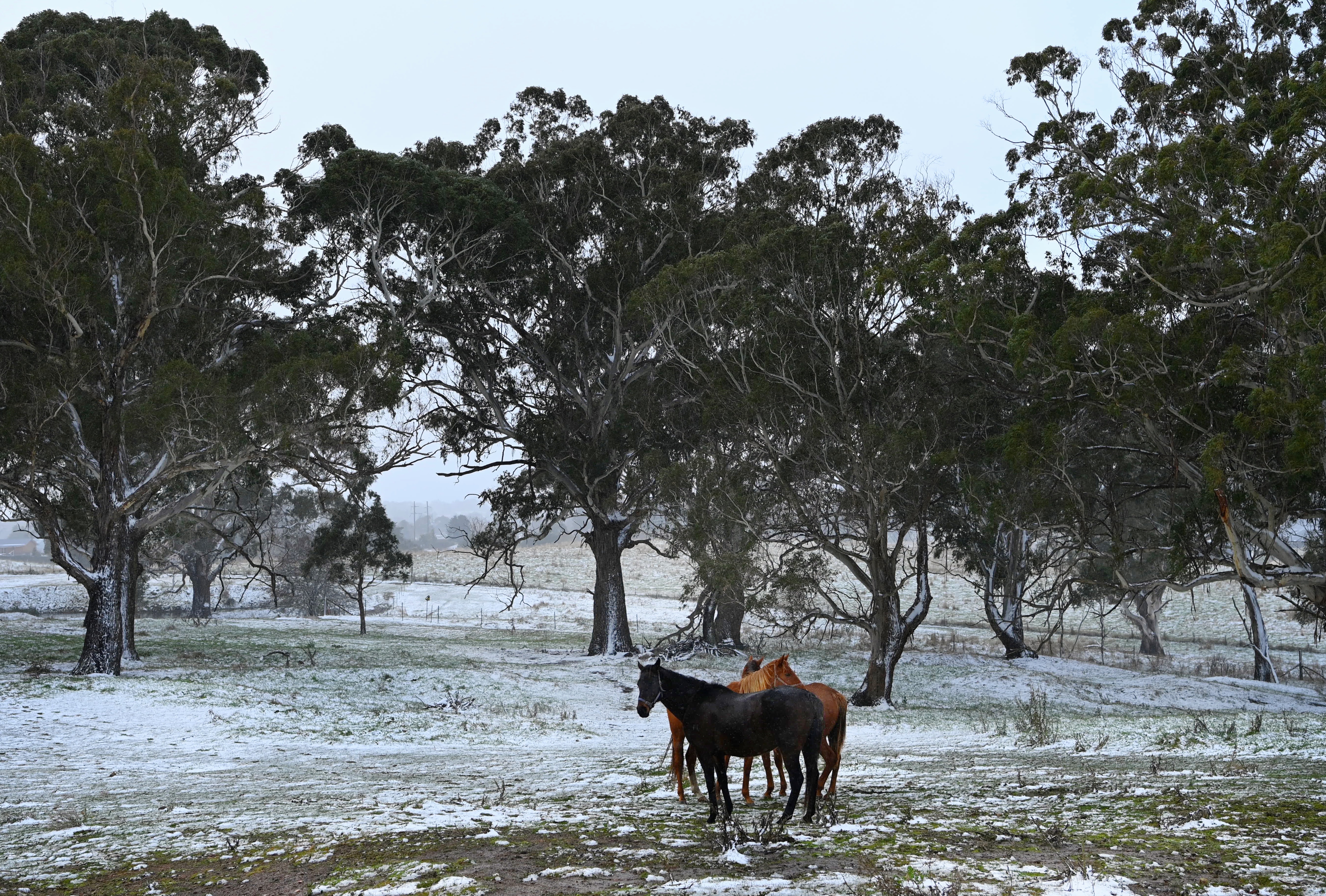 Snow covers the ground in Oberon where the temperature is 0 degrees. Oberon, NSW. 1st June, 2022. Photo: Kate Geraghty