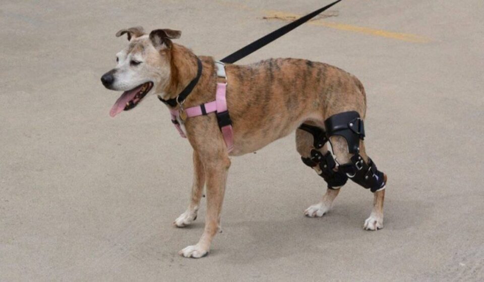 The Benefits of Using a Knee Brace for a Small Dog with Knee Problems
